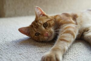 cat on a carpet